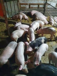 porci de vanzare urlati prahova|Porci si purcei de vanzare, diferite rase Prahova